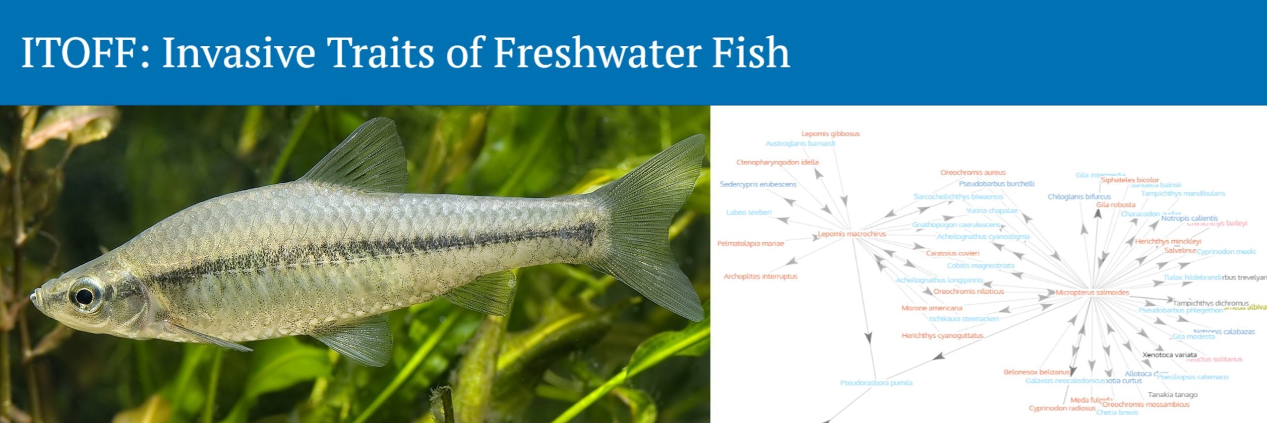 image ITOFF, une nouvelle base de données mondiale de traits d’histoire de vie des poissons d’eau douce pour évaluer les relations entre espèces indigènes et espèces exotiques envahissantes