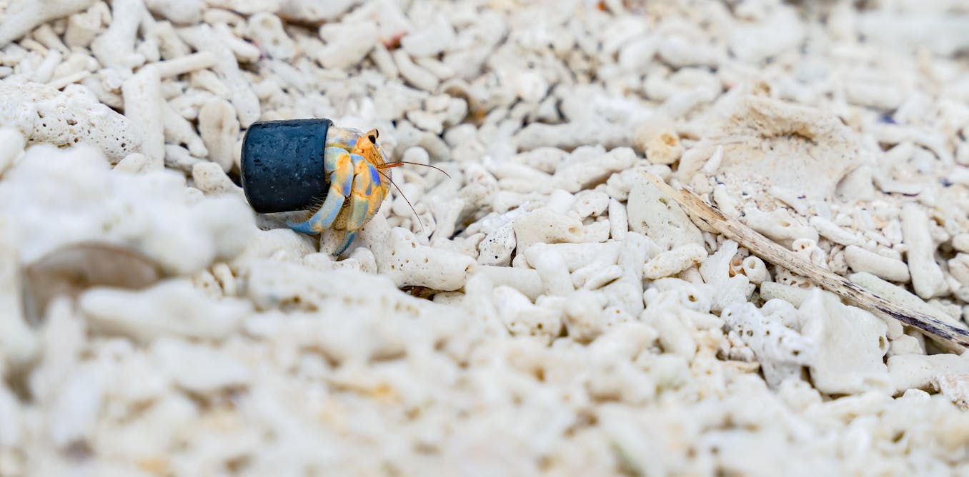 image Les bernard-l’ermite déménagent dans des déchets plastiques… et intriguent les scientifiques