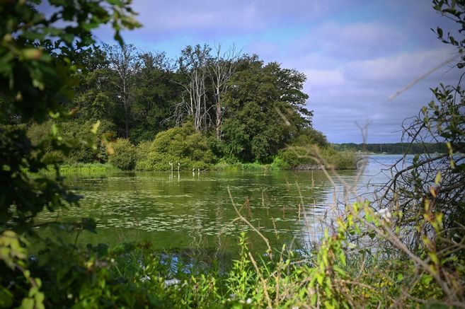 image En Creuse, la réserve naturelle de l'étang des Landes est au bord de la cyanose à cause du phosphore