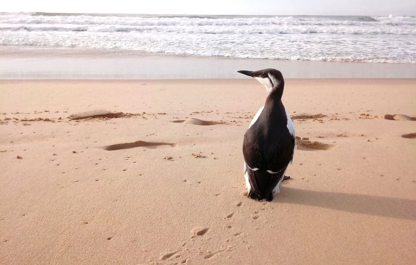 image Nouvelle-Aquitaine : Pourquoi trouve-t-on une grande quantité de guillemots de troïls en ce moment sur les plages ?