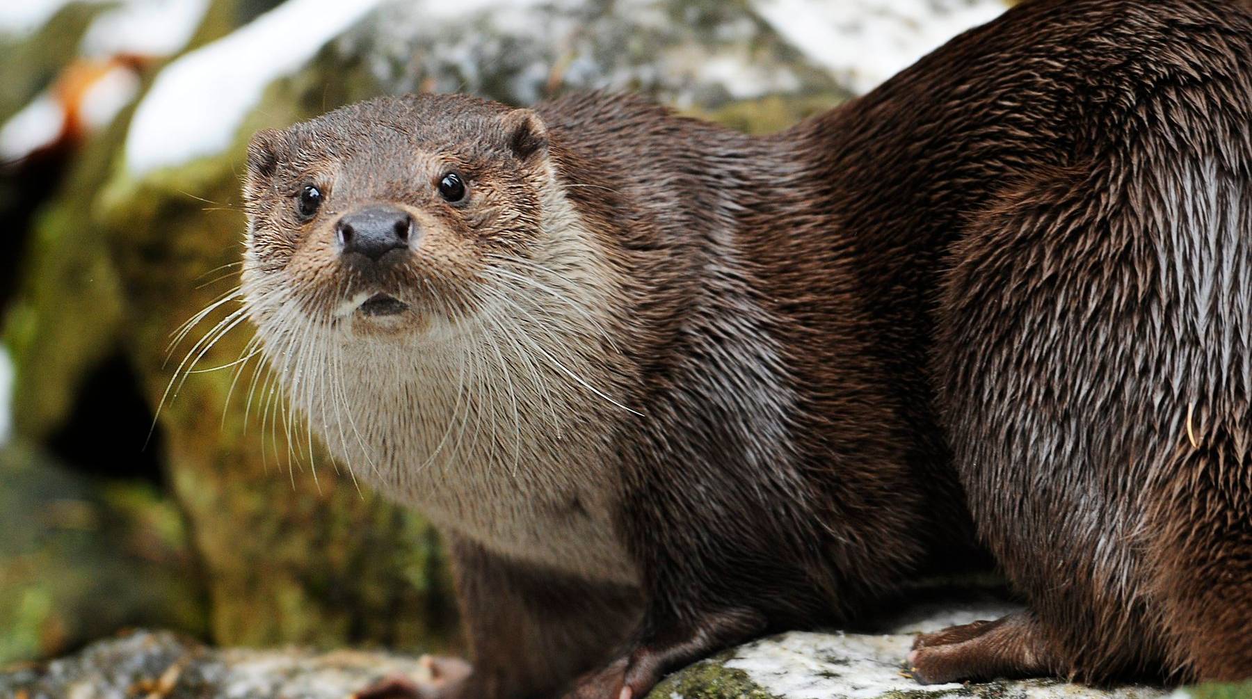 image 70 ans après en avoir été chassée, la loutre est de retour en Camargue