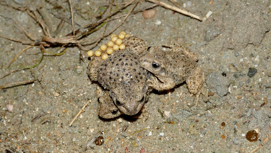 image Vic-en-Bigorre. Le retour du crapaud accoucheur