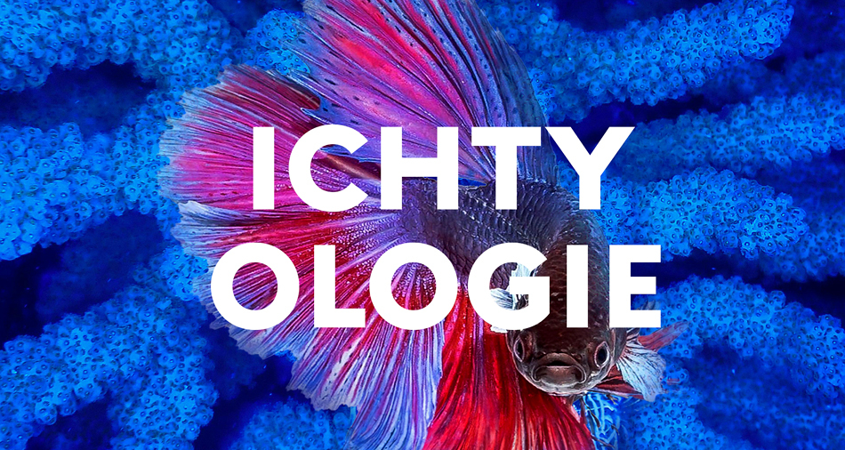 image Ichtyologie ou l’importance d’étudier les poissons