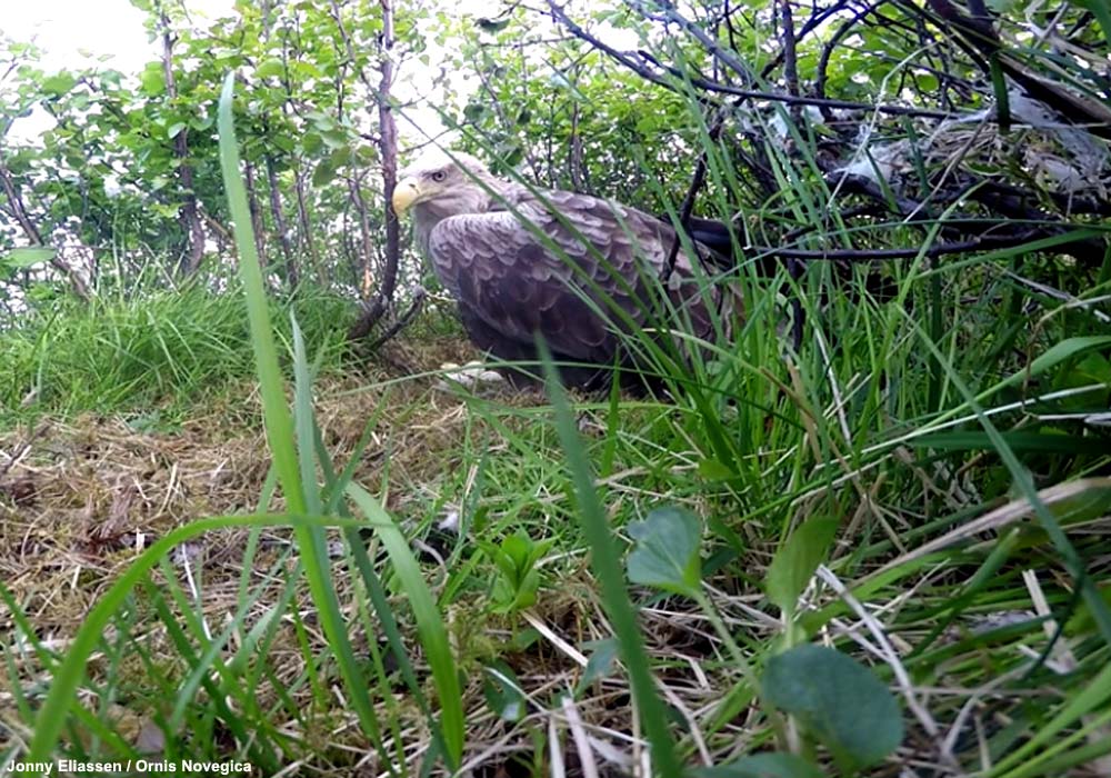 image Une femelle de Pygargue à queue blanche couve des œufs d’Oies cendrées en Norvège