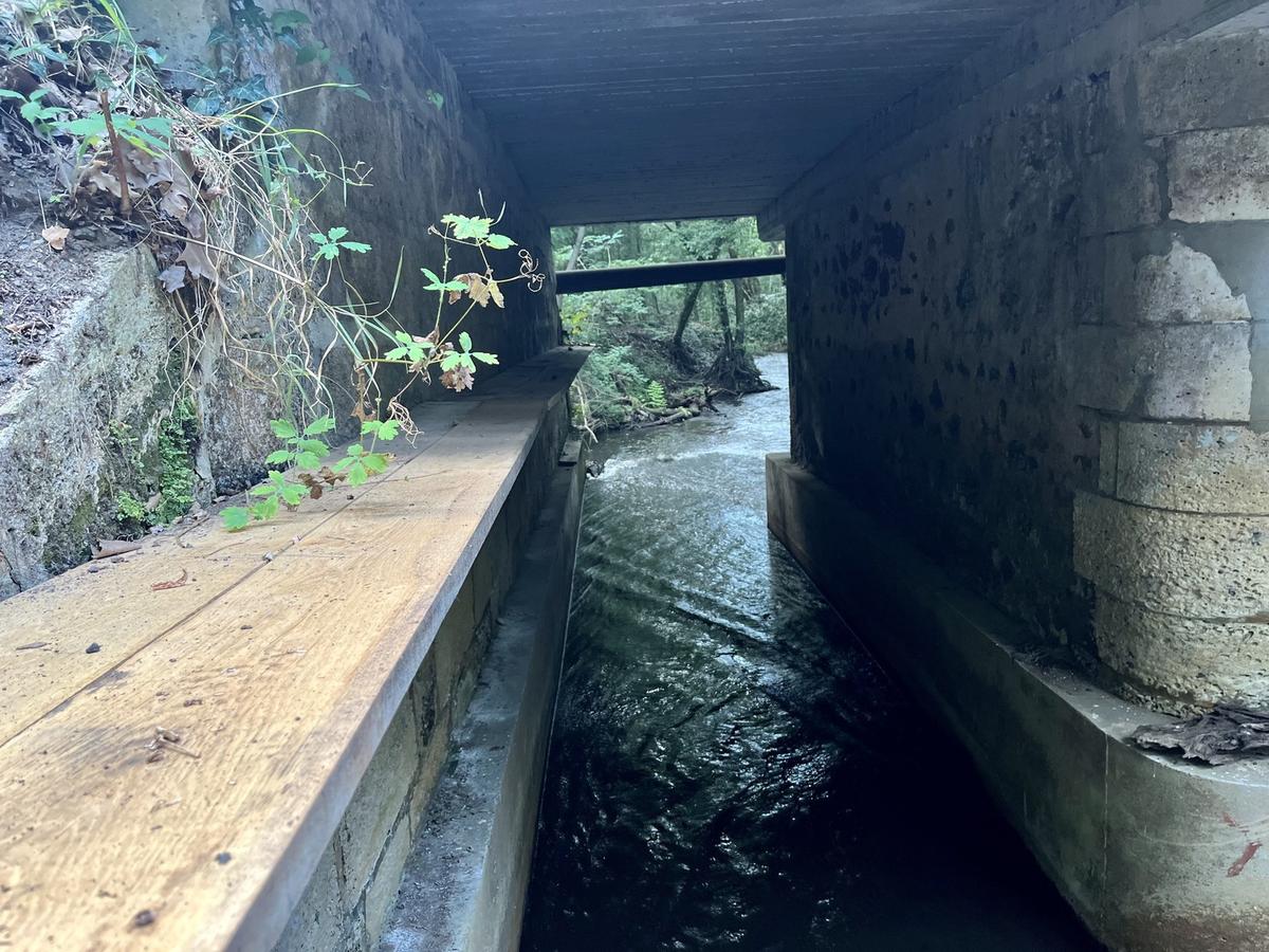 image Saint-Paul-en-Born : un pont aménagé pour permettre le passage de la loutre d’Europe