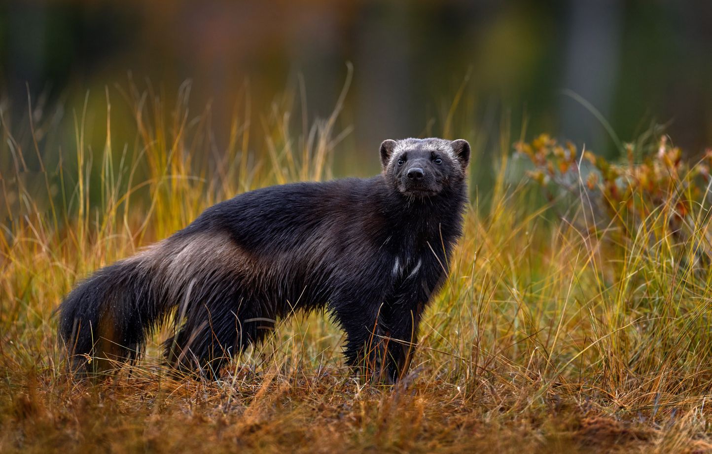 image Glouton, loutre, putois : à la rencontre des mustélidés