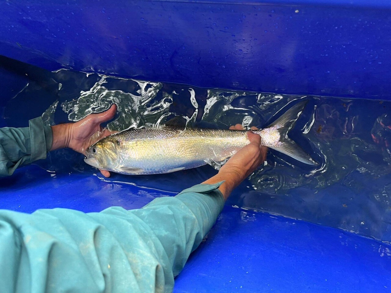 image Cette ville du Val-d'Oise expérimente les éclusées à poissons