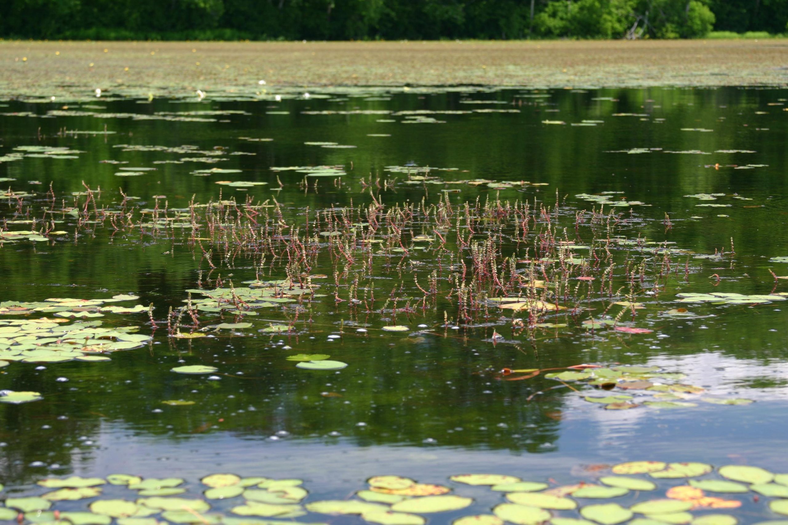 image Myriophyllum heterophyllum, une plante aquatique exotique colonisatrice particulièrement efficace !