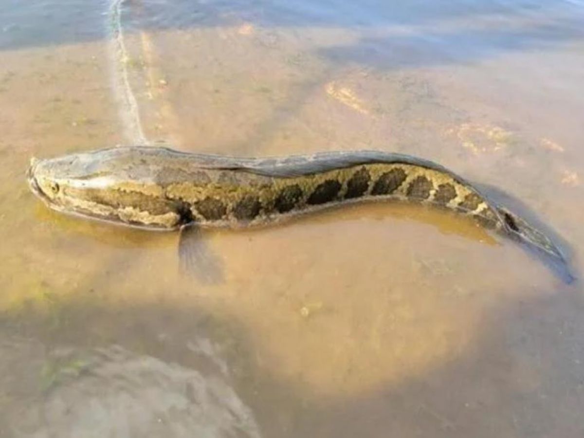 image Poisson à tête de serpent du Nord : capable de survivre hors de l'eau, il inquiète les Etats-Unis et l'Union européenne