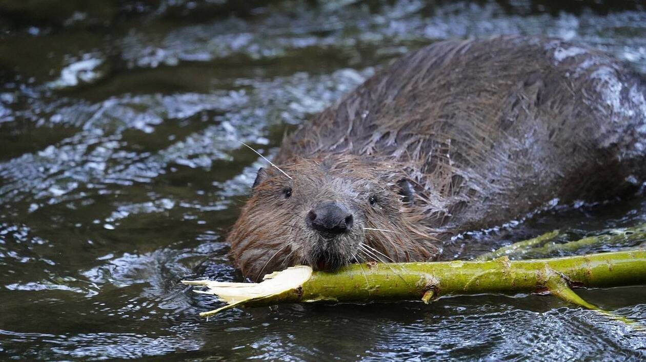 image Près de Parthenay. Loutre, castor et rosalie des Alpes s’approprient le Thouet