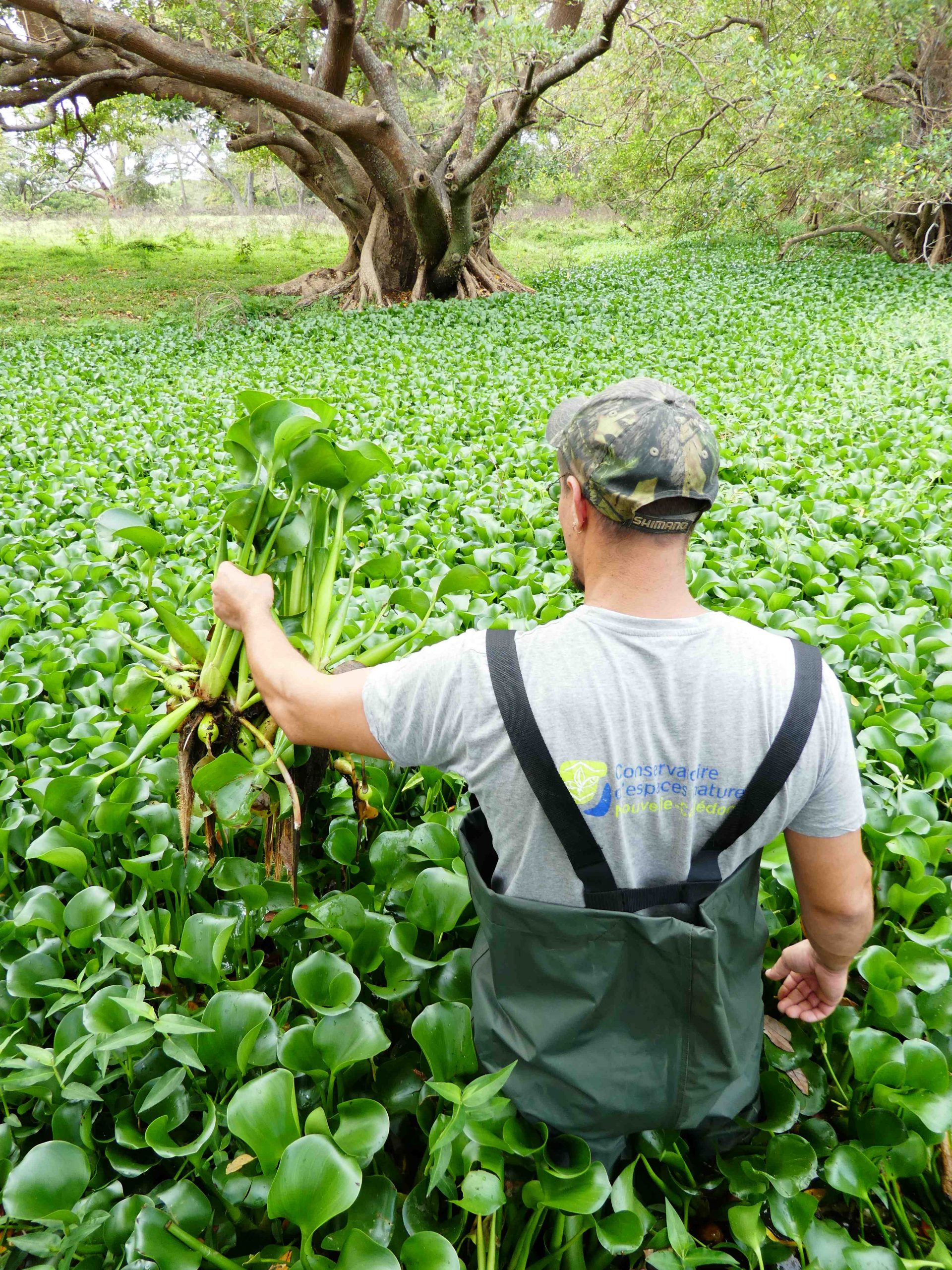 image Lutte biologique contre les deux plantes aquatiques flottantes, Salvinia molesta et Eichhornua crassipes