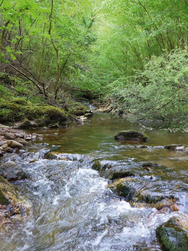 image La ripisylve, indispensable pour les rivières, les lacs, les étangs, la biodiversité et donc les pêcheurs