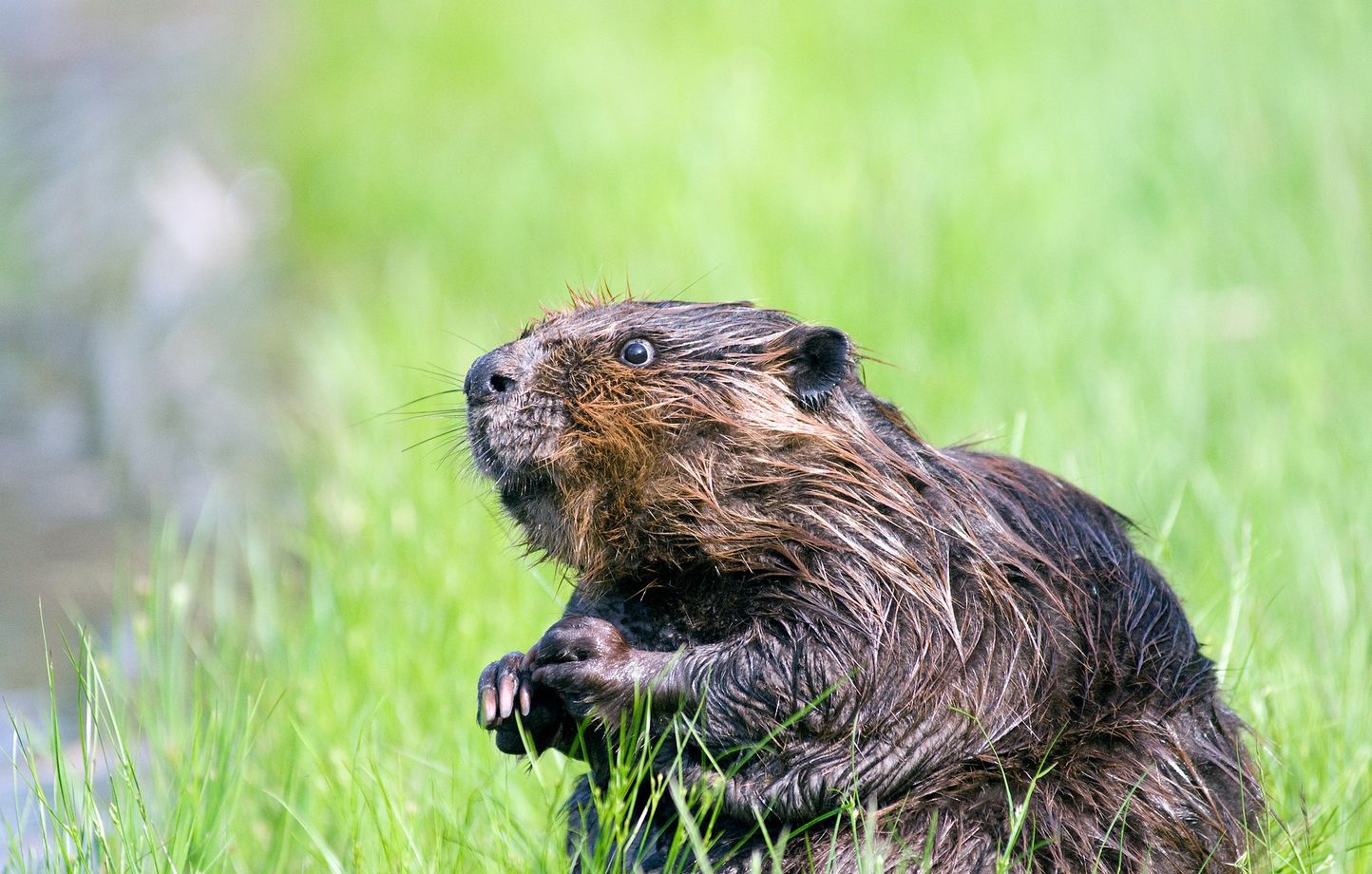 image Réintroduit en France depuis plusieurs années, le castor a un impact très positif sur l’environnement