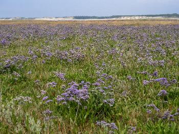 image INPN - Actualités - Actualisation des fiches génériques des Cahiers d'habitats