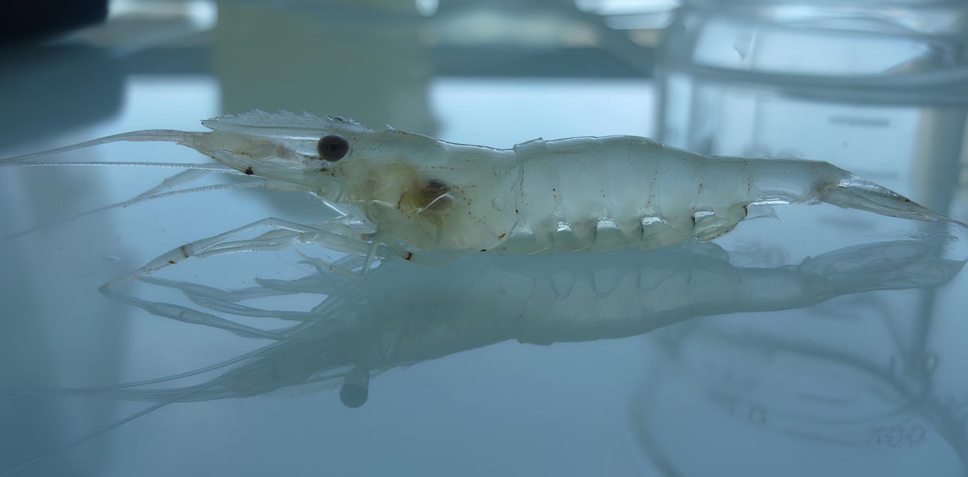 image De l’eau douce à l’eau salée : les fascinantes stratégies d’adaptation de la crevette blanche 