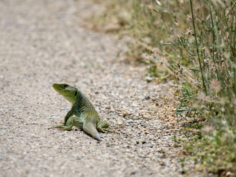 image Biodiversité : les Français connaissent la notion et considèrent qu’il est encore temps d’agir