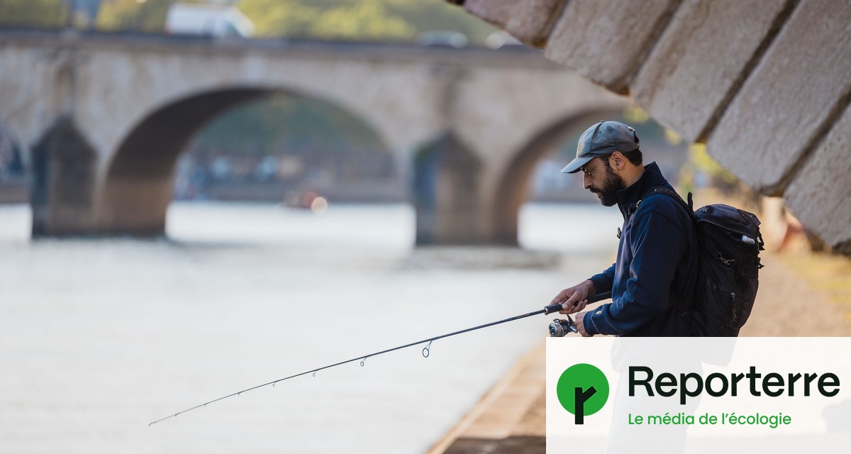 image Ces poissons qu’Anne Hidalgo a pu croiser dans la Seine