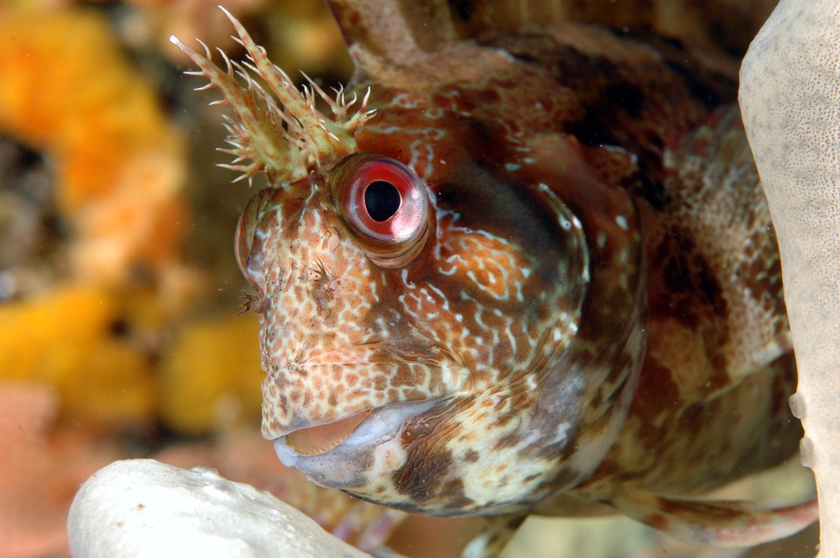 image Les espèces de poissons les plus menacées sont les moins étudiées