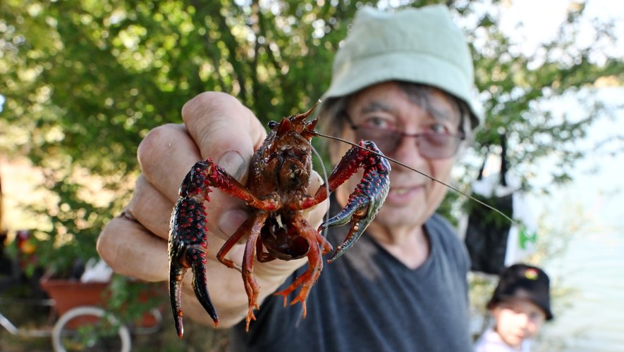 image DOSSIER. Écrevisses de Louisiane, Ragondins… Ces espèces invasives qui menacent nos écosystèmes aquatiques en Haute-Garonne