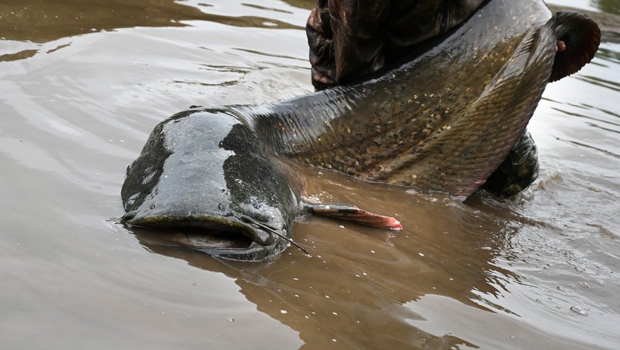 image Le silure : ce géant d’eau douce qui fait débat autant qu’il fascine les pêcheurs