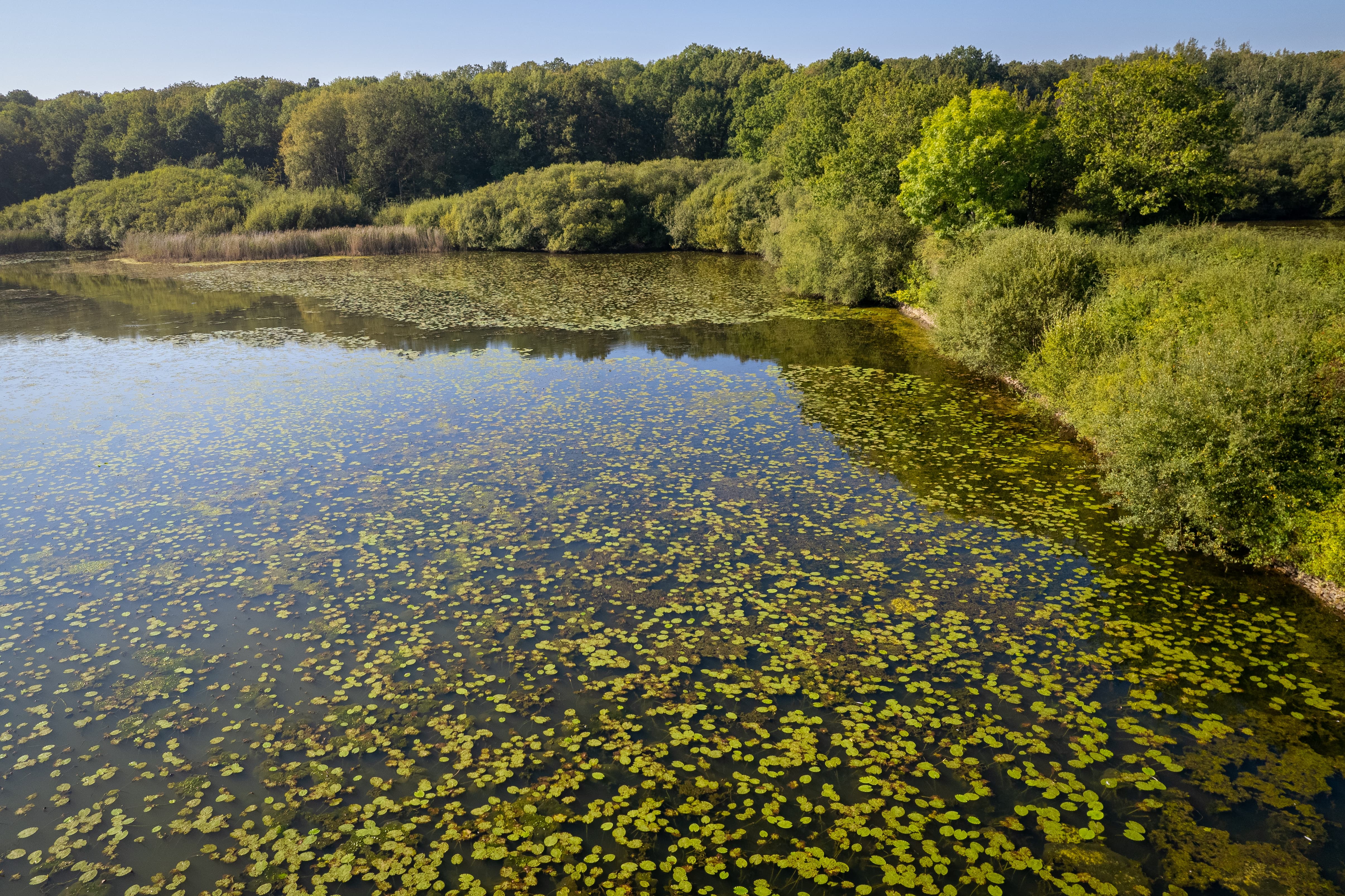 image Réchauffement et eutrophisation en eau douce : des effets combinés sur la chaîne alimentaire aquatique