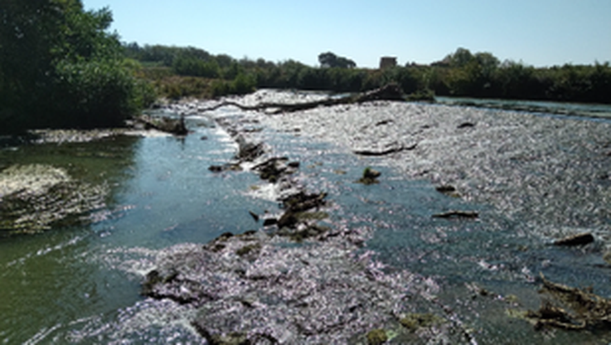 image Comment le fleuve Aude est devenu un lieu majeur pour le suivi de la migration des poissons