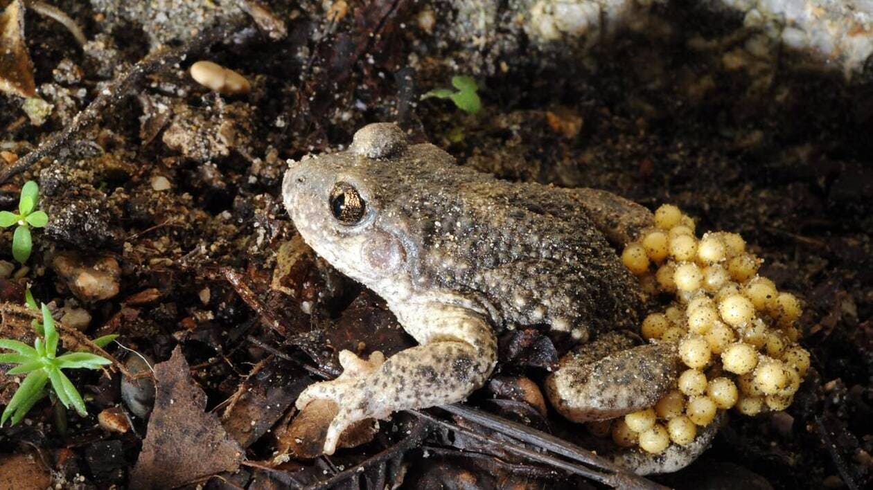 image En Mayenne, l’alyte accoucheur, petit amphibien dont le mâle prend grand soin des œufs