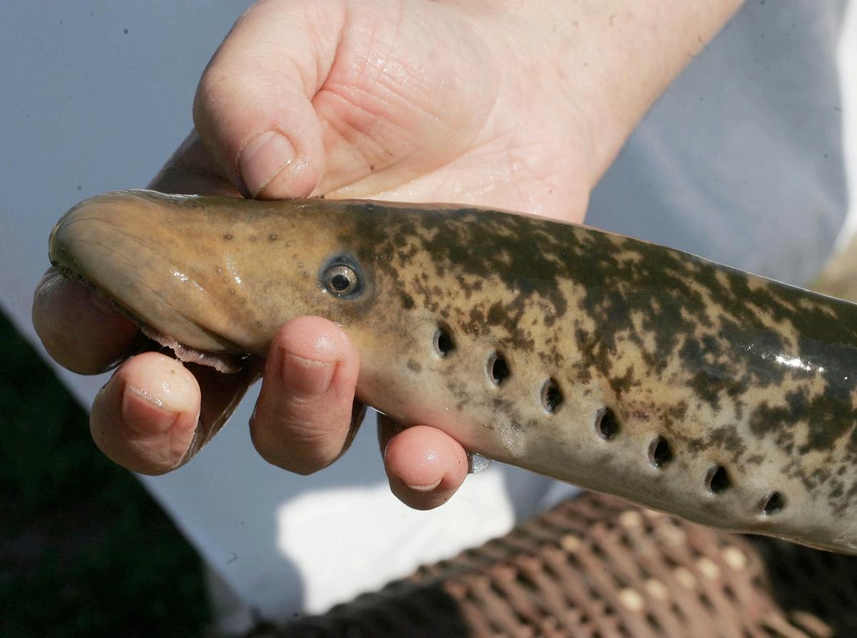 image Pêche en eau douce en Gironde : de nouvelles mesures préfectorales pour protéger la lamproie marine