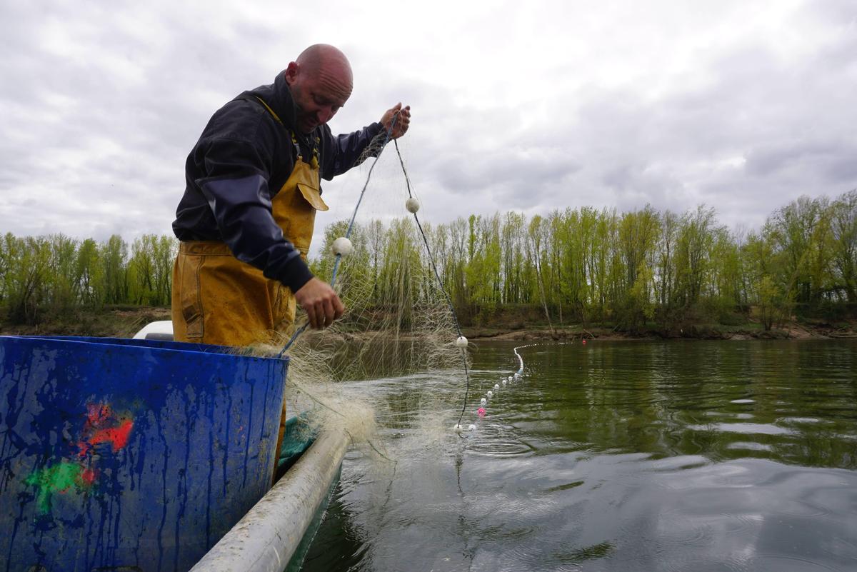 image Gironde : les filets dérivants et les nasses à lamproie interdits dans le bassin Garonne-Dordogne, la profession « à l’agonie »