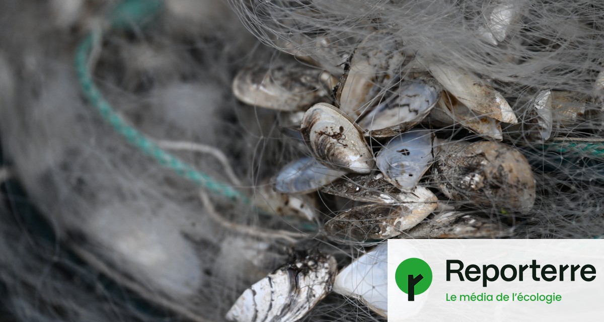 image Une moule exotique colonise à toute vitesse les lacs alpins