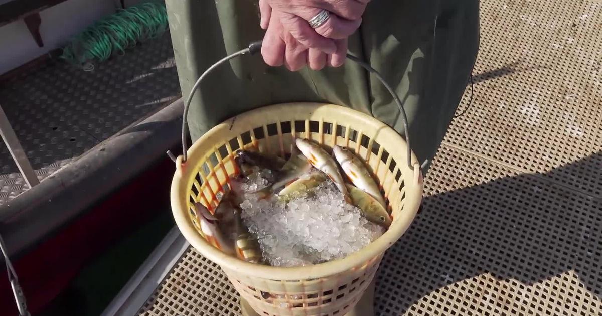 image La surchauffe du Léman fait disparaître les poissons et désespère les pêcheurs