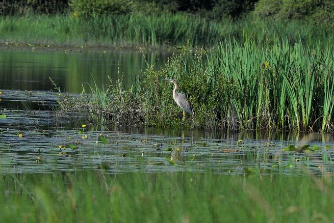 image En Creuse, la réserve naturelle de l'étang des Landes reste une oasis unique pour ces espèces rarissimes