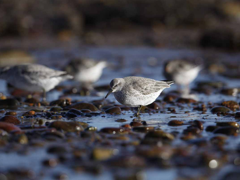 image Bilan du suivi des limicoles 2023 à Saint-Pierre-et-Miquelon