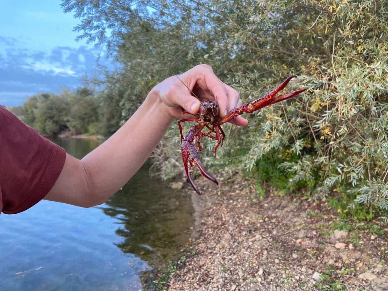 image Les écrevisses de Louisiane, ce fléau qui pullule en Gironde