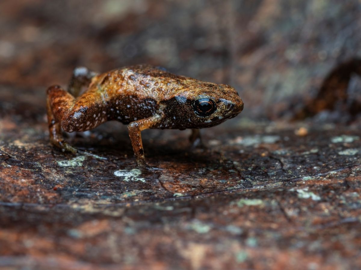 image Découverte d’un crapaud miniature, le deuxième plus petit vertébré du monde !