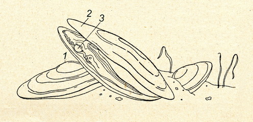 image Détection de la moule perlière d’eau douce (Margaritifera margaritifera) à partir de l’ADN environnemental (ADNe) | Scimabio Interface