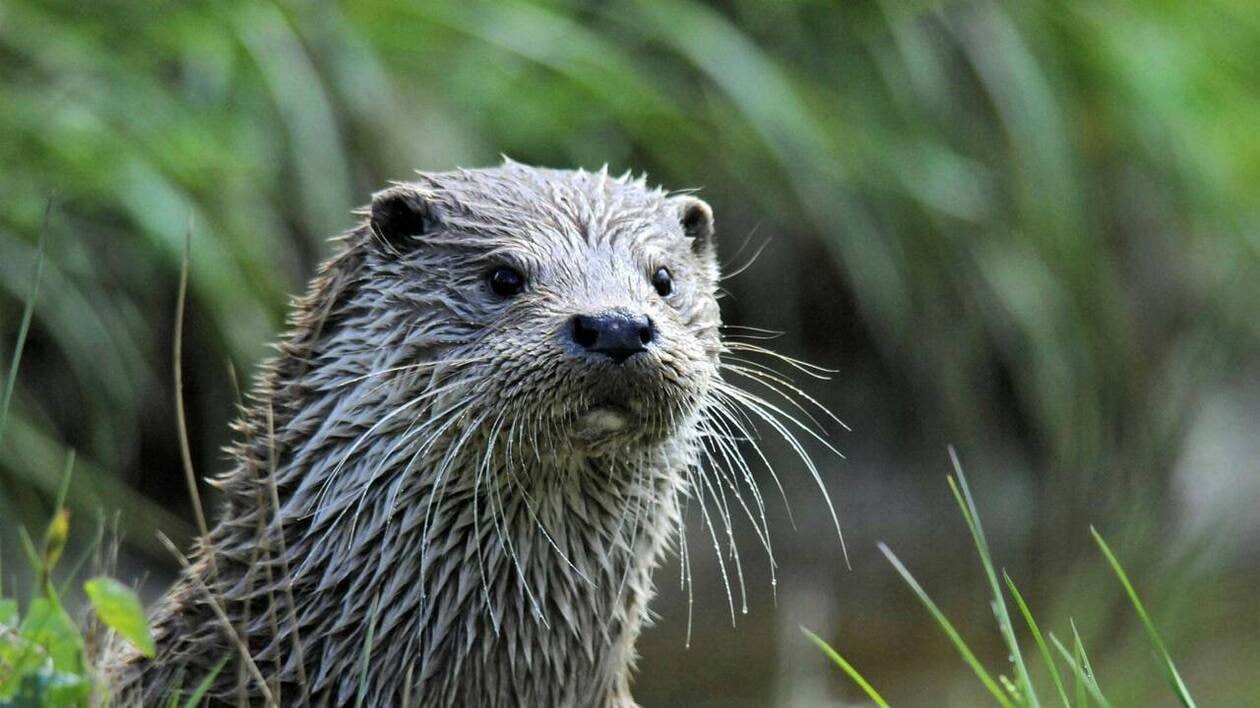 image Les travaux du plan d’eau à Falaise déjà favorables à la loutre qui remonte l’Ante