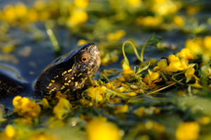 image En Camargue, des populations de Cistude d’Europe contaminées par les éléments traces métalliques