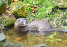 image Mettre en valeur(s) la biodiversité : état des lieux et perspectives