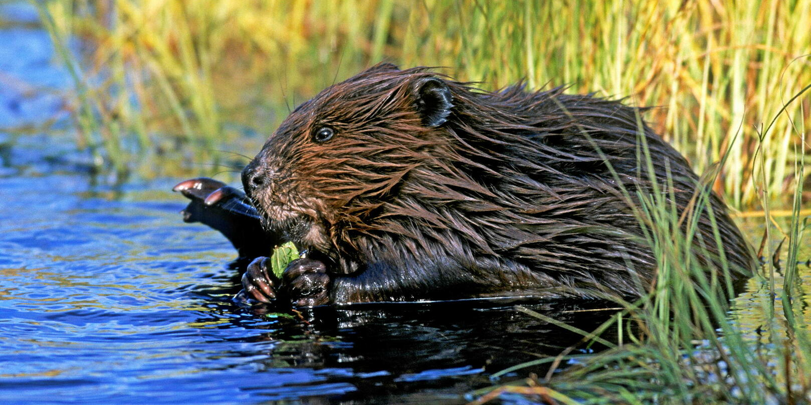 image Le castor ou l’histoire étonnante d’un nuisible devenu emblème