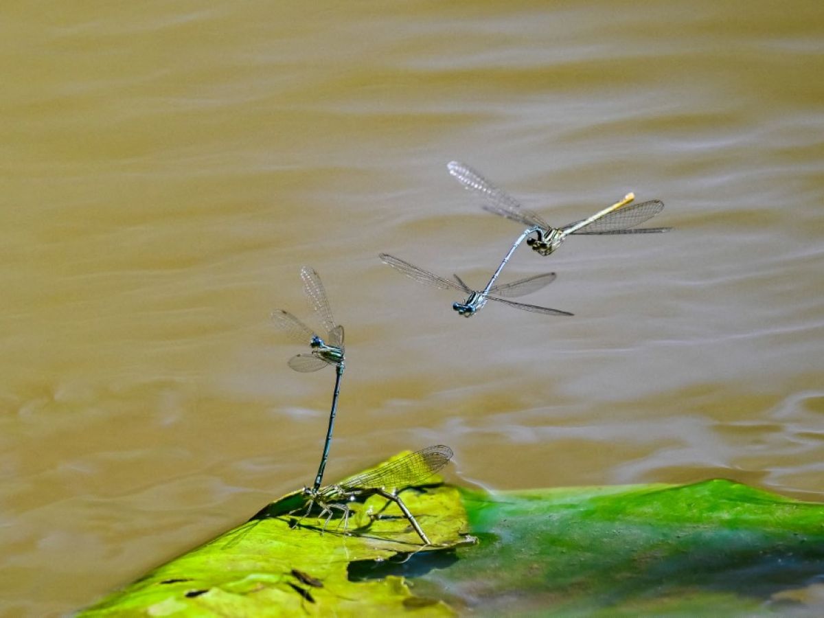 image Un quart des animaux d’eau douce sont menacés d’extinction, alerte une étude