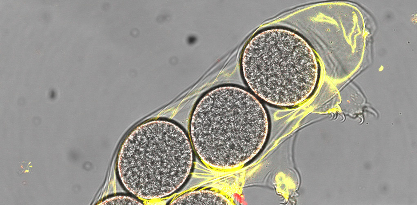 image  Les tardigrades résistent à (presque) tout, grâce à des gènes d’espèces disparues