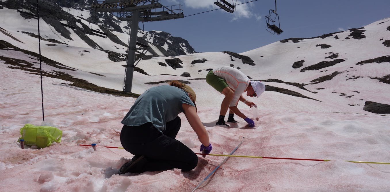 image Ces algues des neiges qui deviennent rouge sang au soleil