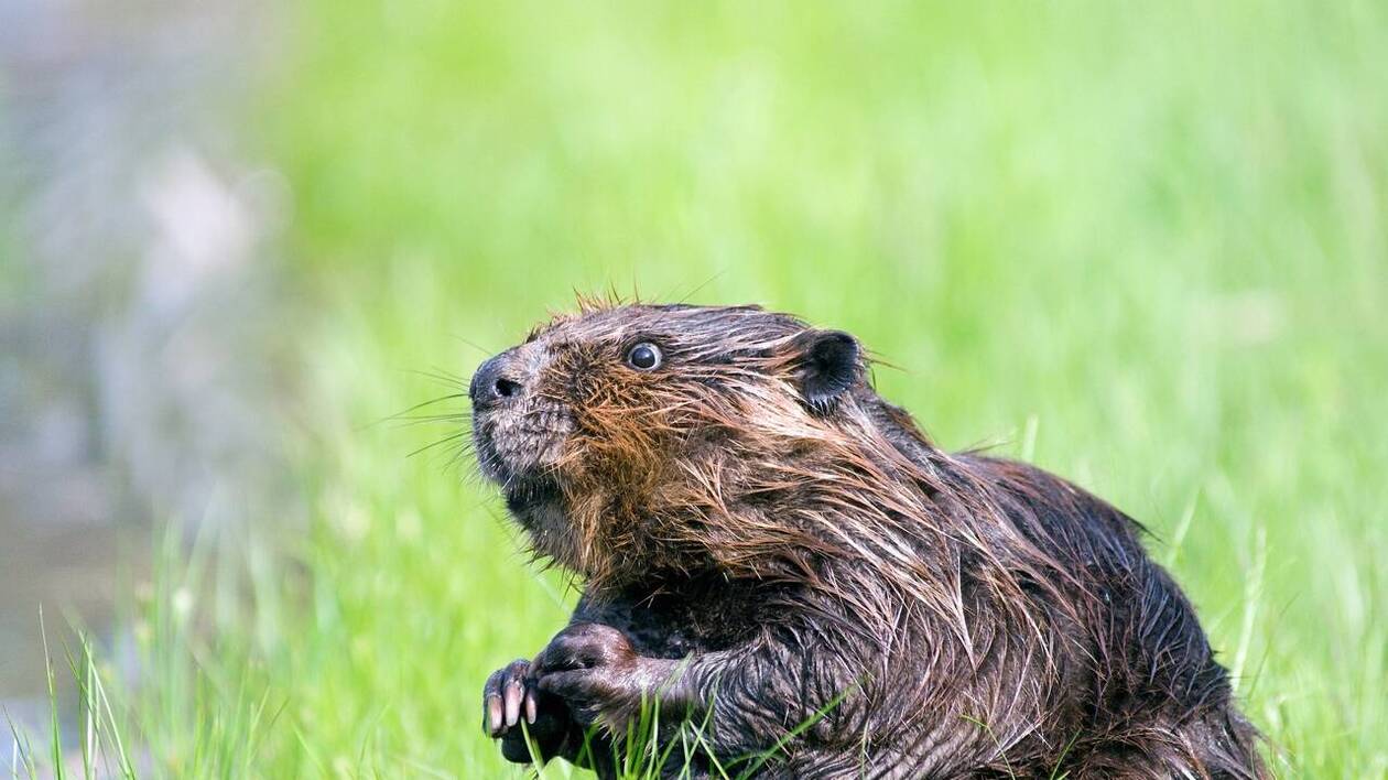 image Le castor bientôt réintroduit en Ariège ? Une demande a été déposée en préfecture