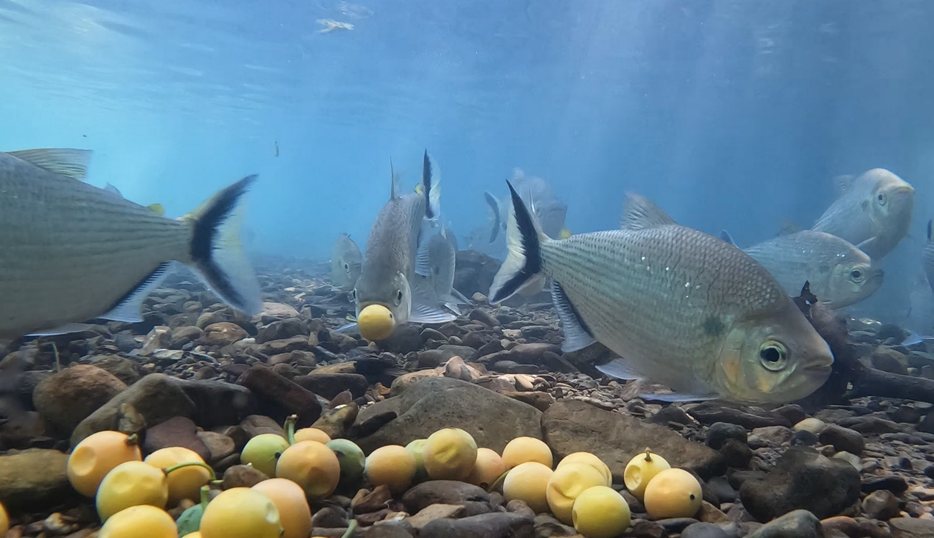 image Un lien vital entre poissons frugivores et forêts inondables en Amazonie 