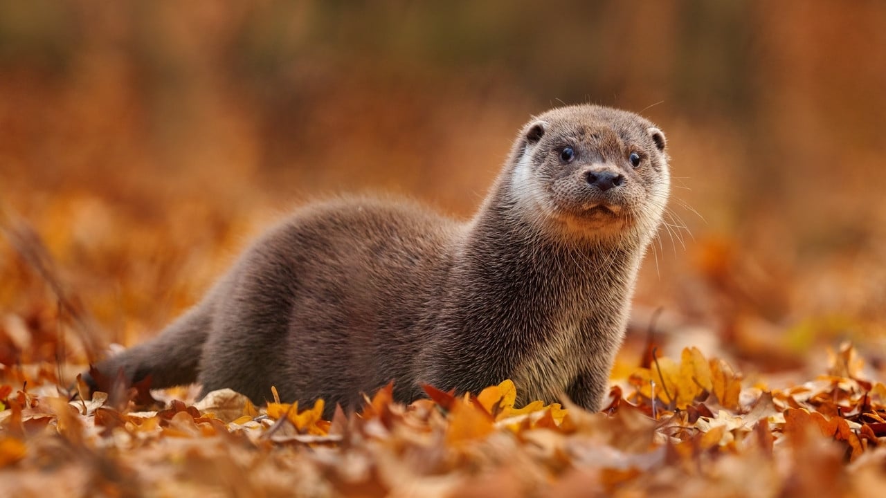 image Cet animal encore plus mignon que le hérisson et l’écureuil réunis est de retour en France après presque 100 ans d’absence : voici où l’observer