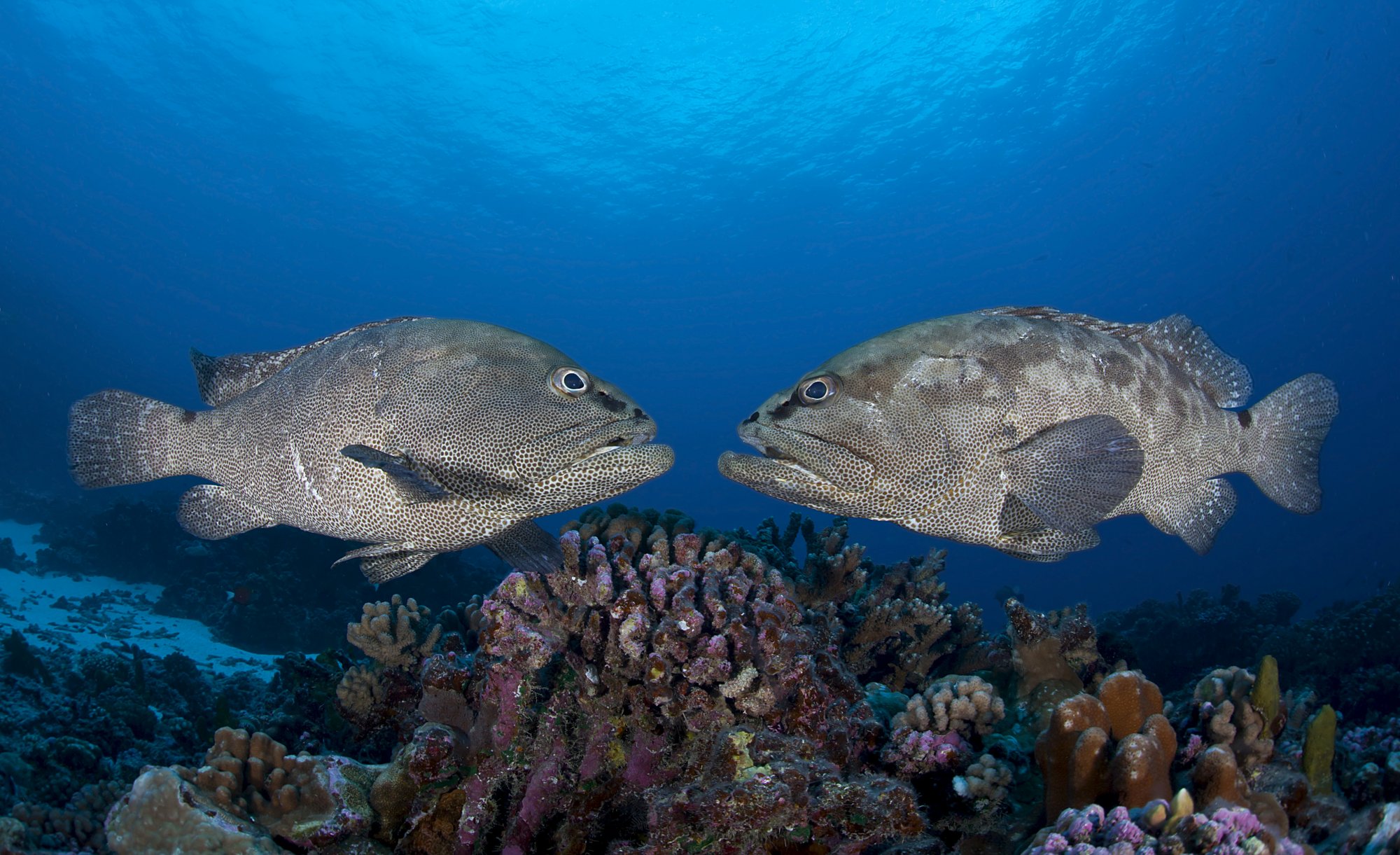image Les poissons, nos ancêtres repentis