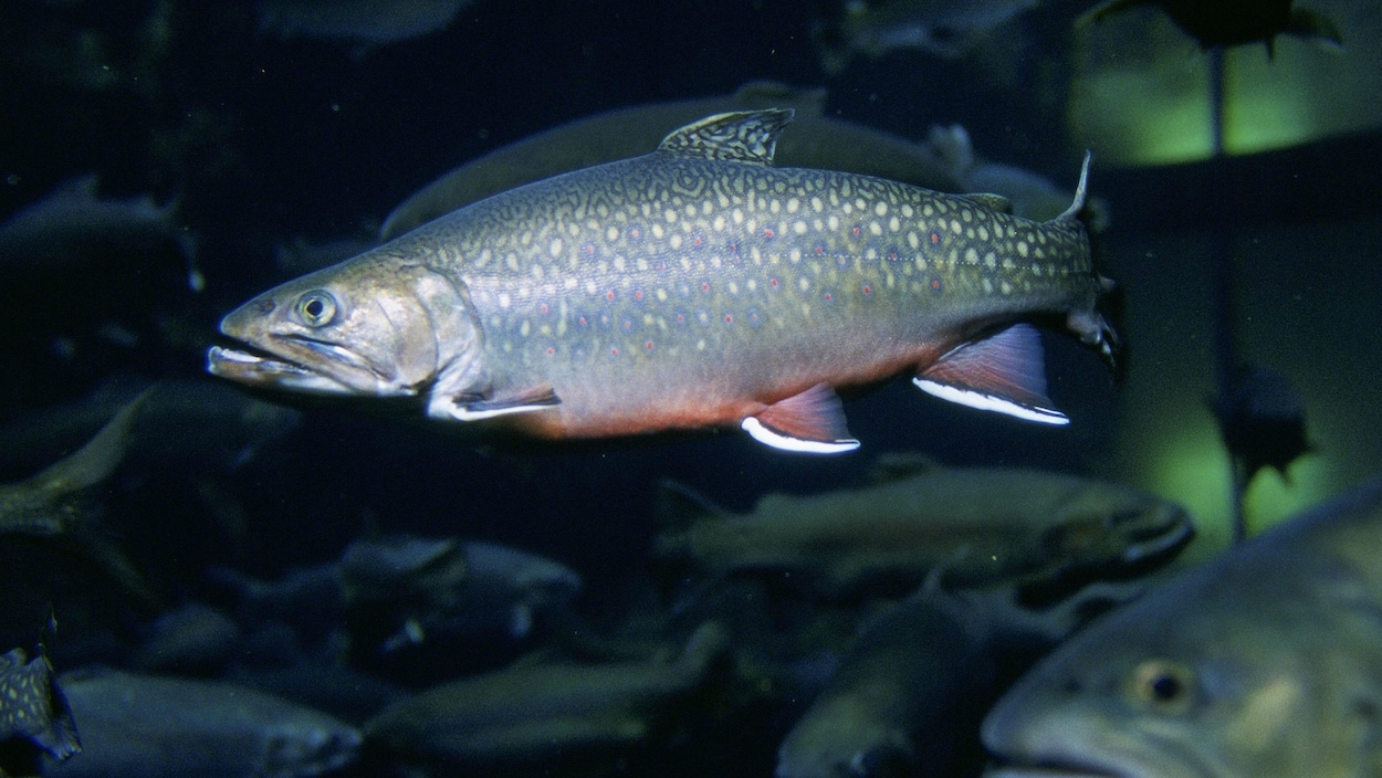 image Des poissons d’eau douce contaminés par un pesticide inutilisé depuis plus de 50 ans