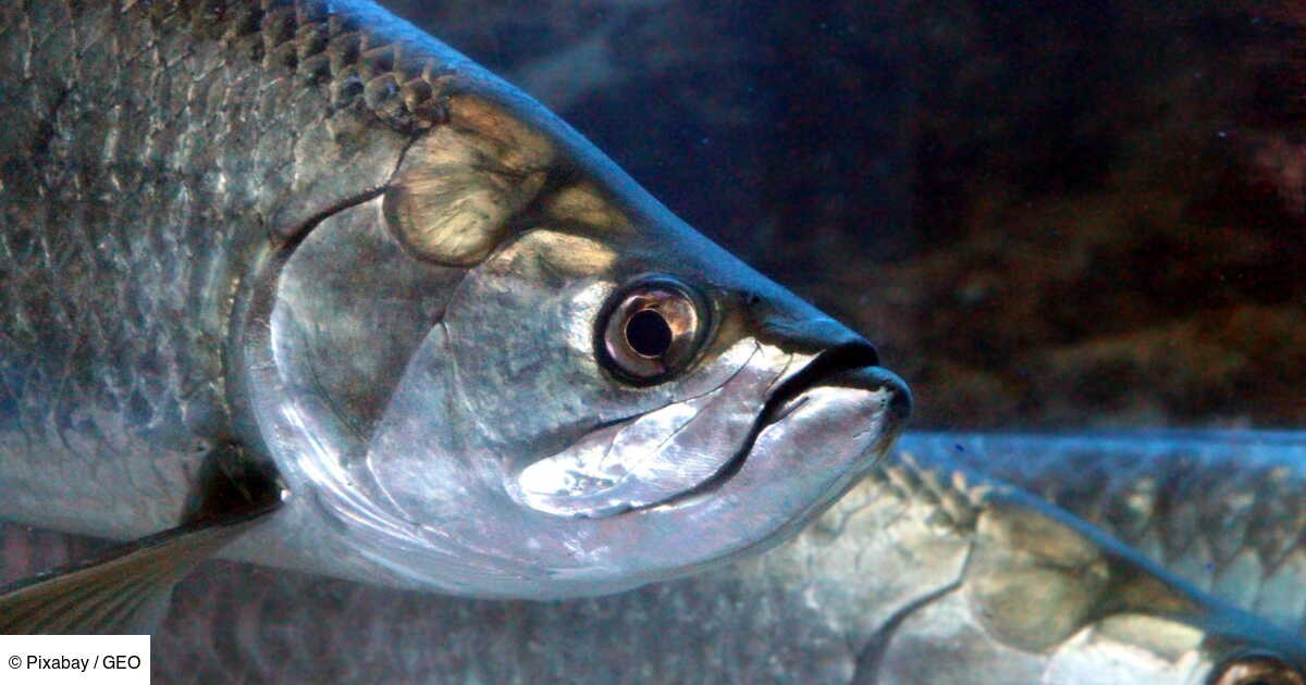 image Opioïdes, antidépresseurs... Des traces de 58 médicaments retrouvés dans le corps de poissons en Floride