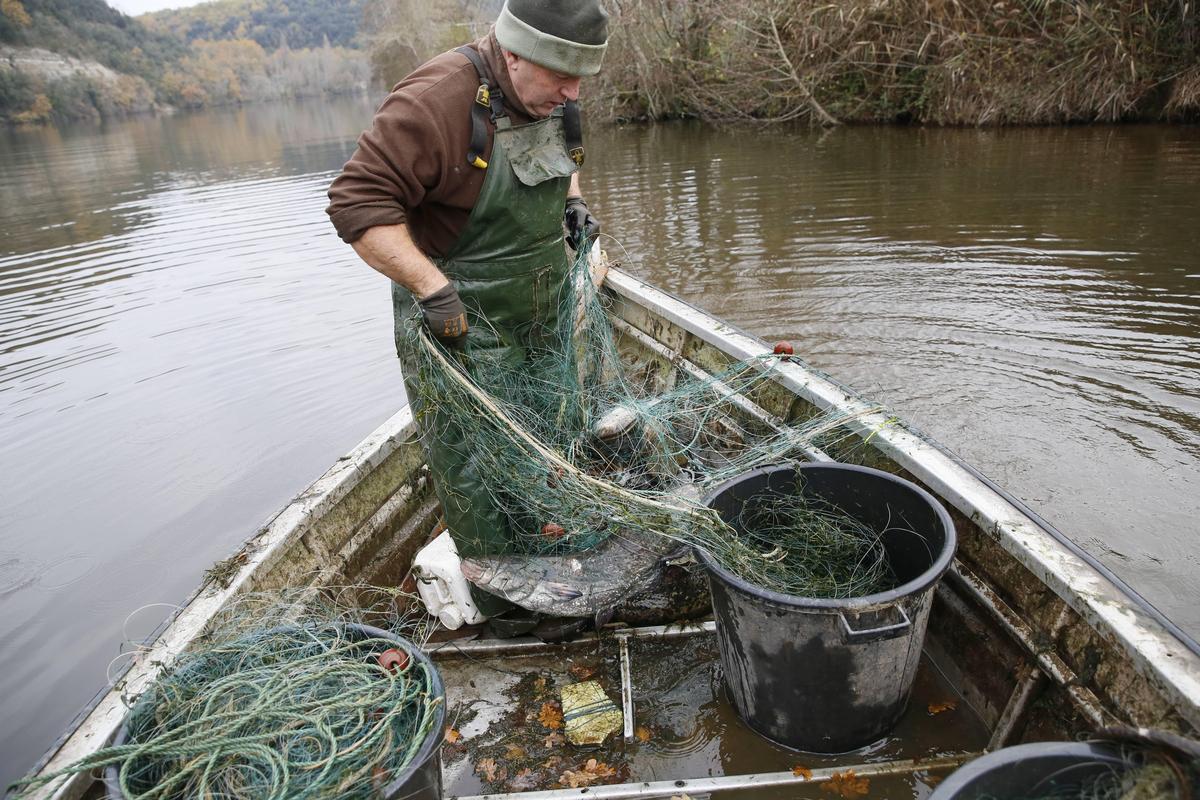 image Pour les pêcheurs de Gironde, le protocole antisilure, « ça ne suffit pas »